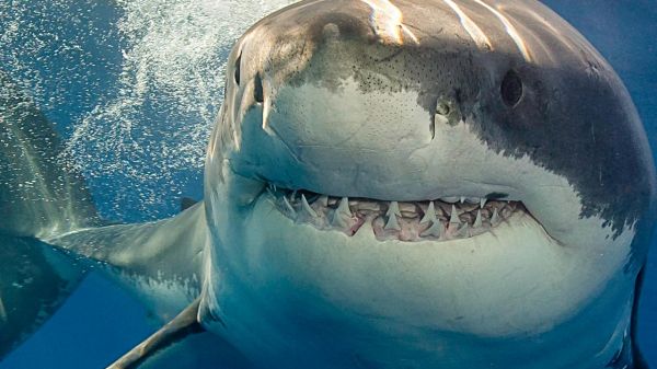 Unama'ki, l'un des plus gros requins blancs jamais marqués, aperçu au sud de Miami