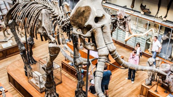 La restauration du squelette de mammouth de Dufort bat tous les records de dons sur Ulule
