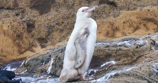 Un manchot blanc extrêmement rare a été découvert dans l'archipel des Galápagos