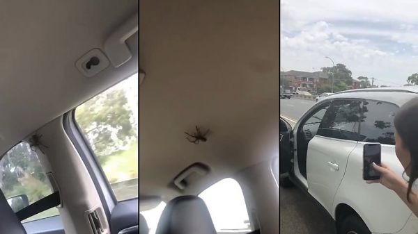 Une araignée dans une voiture de filles