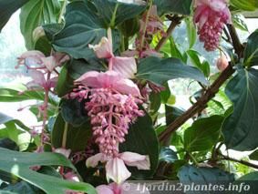 Medinilla: plante verte aux fleurs remarquables