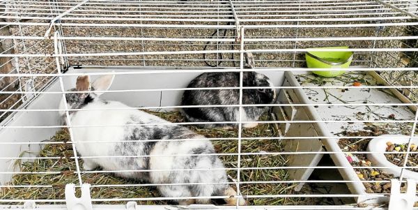 À Dinan, les gendarmes interpellent les lapins en cavale