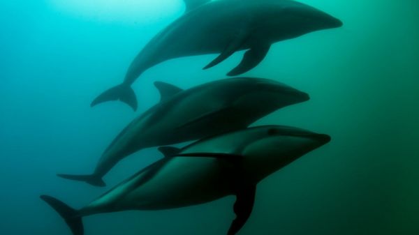 Nouvelle-Zélande : des dizaines de "dauphins-pilotes" s'échouent sur le littoral