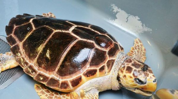 Grau-du-Roi : Le centre de soins des tortues marines lance un appel aux dons de matériel