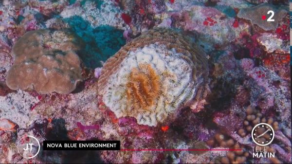 VIDEO. Martinique : les récifs coralliens menacés par une bactérie mortelle