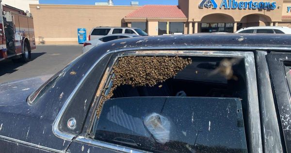 Il découvre 15.000 abeilles dans sa voiture en rentrant du supermarché