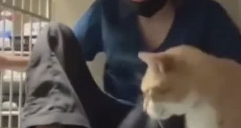 Une fille rend visite à un chat dans un refuge