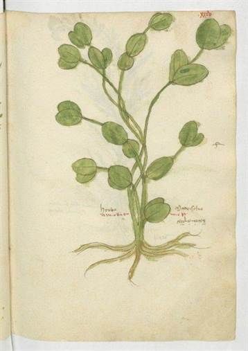 Fleurs au Moyen Âge et symbolique du végétal