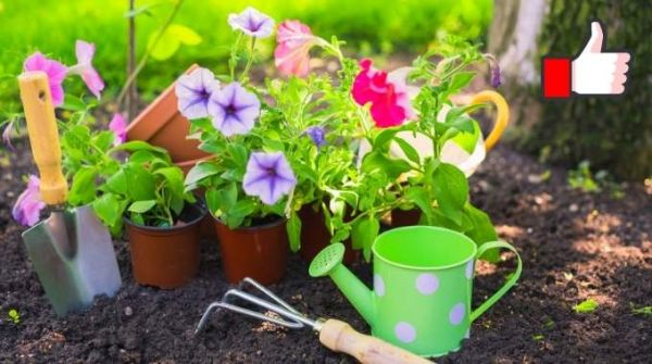 25 Astuces de Jardinage Que Tous les Jardiniers Devraient Connaître.
