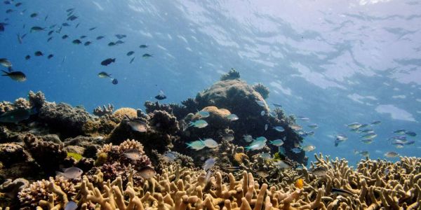 L'Unesco décide de ne pas inscrire la Grande Barrière de corail sur la liste des sites en péril