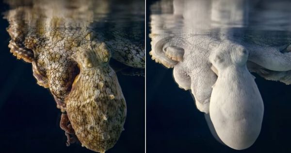 Vidéo : en plein rêve, cette pieuvre change de couleur et passe mode camouflage pendant son sommeil