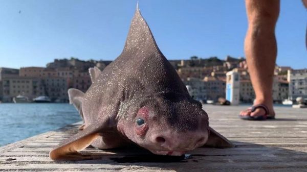 Un étrange requin à tête de cochon repêché en mer Méditerranée