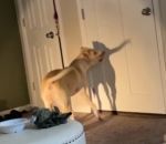 Un chien joue avec l'ombre de sa queue