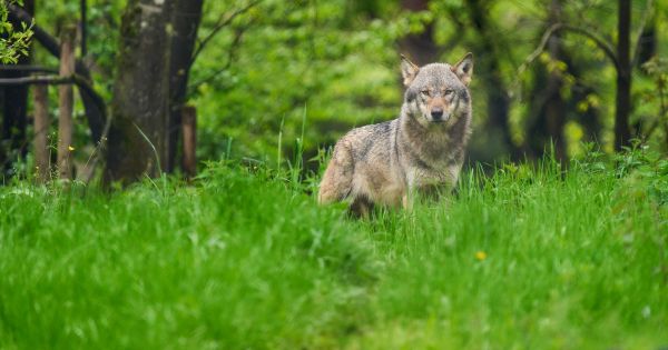 Hautes-Alpes: une louve tuée par balles retrouvée pendue devant une mairie