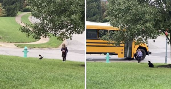États-Unis : un chat accompagne quotidiennement sa jeune maîtresse jusqu'au bus scolaire