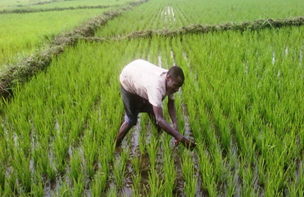 Bambey - Partenariat Public-Prive dans l'agriculture : Cnra et Groupe Mamy kaya, en croisade contre le sous-emploi