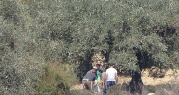 La récolte des olives au cœur du conflit israélo-palestinien