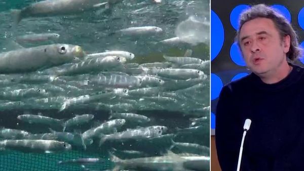 Océans : des poissons qui s'adaptent au réchauffement climatique