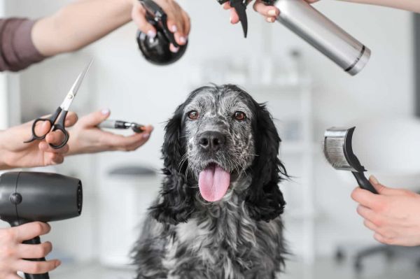 Soins et hygiène du chien : comment bien prendre soin de lui ?