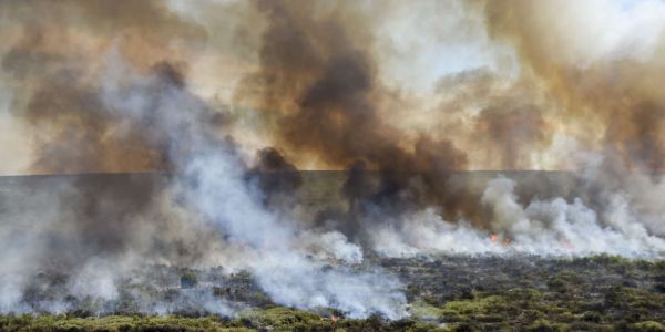 Les incendies dopés par la disparition des grands herbivores