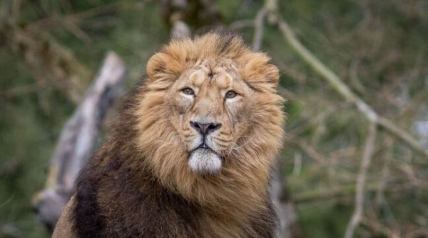 Lyon : Le dernier roi lion de la Tête d'or est décédé