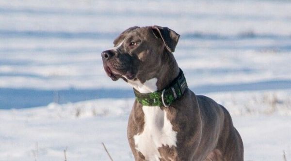 Etats-Unis : Un chien retrouvé vivant sous la neige, quatre mois après sa disparition