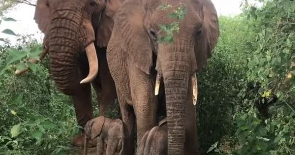 Insolite. Des jumeaux éléphants voient le jour au Kenya, une première depuis 2006