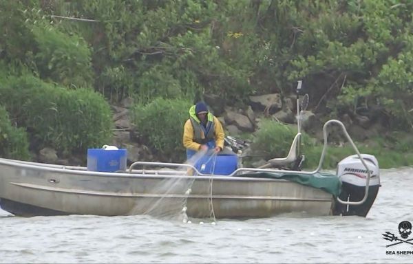 Nouvelle Aquitaine : Les derniers aloses, lamproies et saumons continuent-ils à faire les frais d'une pêche illégale ?