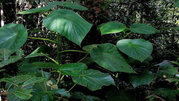 Qu'est ce que la Gympie-Gympie, cette plante mystérieuse qui est la plus dangereuse au monde ?
