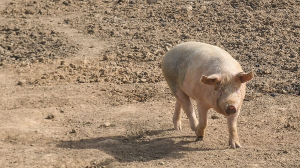 Un foyer de peste porcine africaine détecté en Allemagne, près de la frontière française