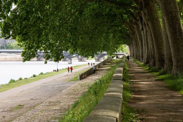 À Angers, les arbres au cœur de l'urbanisme