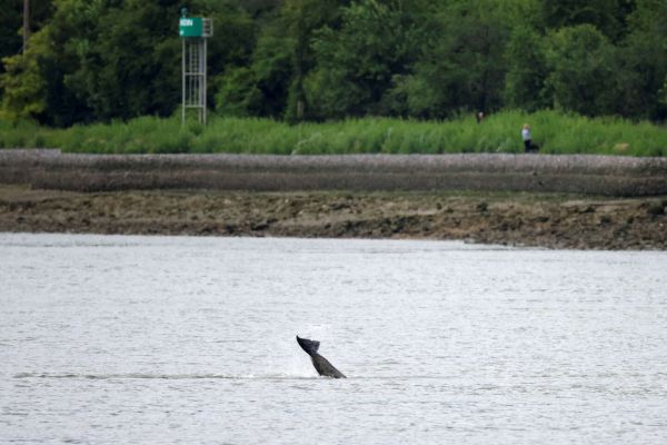 Une opération de sauvetage se précise pour l'orque en perdition dans la Seine