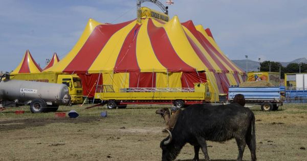 Cirques à Marseille : les caravanes passent, la polémique continue