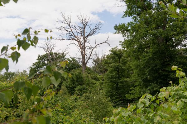 Chantilly, forêt en péril et laboratoire de l'adaptation au réchauffement