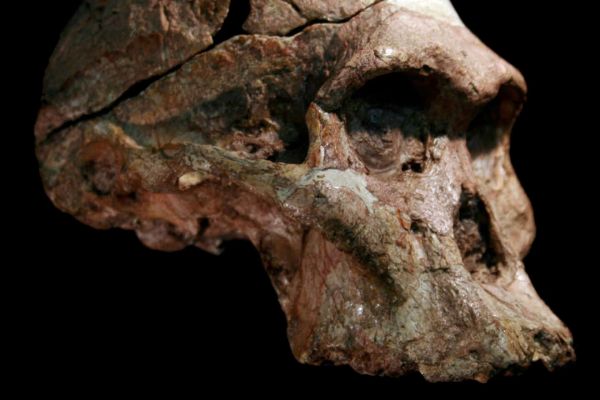 L'australopithèque « Madame Ples », cette cousine sud-africaine de Lucy