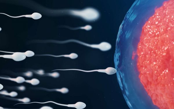 L'embryon humain est-il une personne comme les autres ?