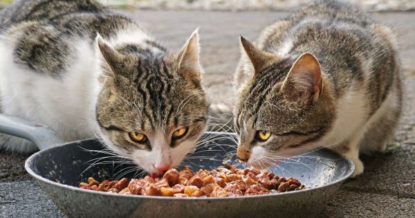 Consommation. Des croquettes pour chat potentiellement dangereuses rappelées partout en France