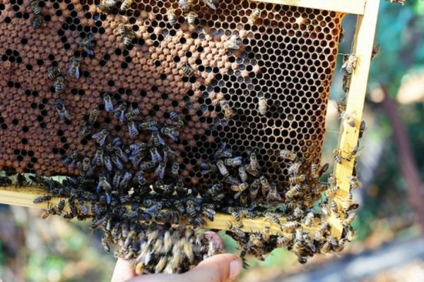 Lutte contre le Petit Coléoptère : Le Ministère de l'agriculture envoie des renforts pour aider à éradiquer le parasite des ruches