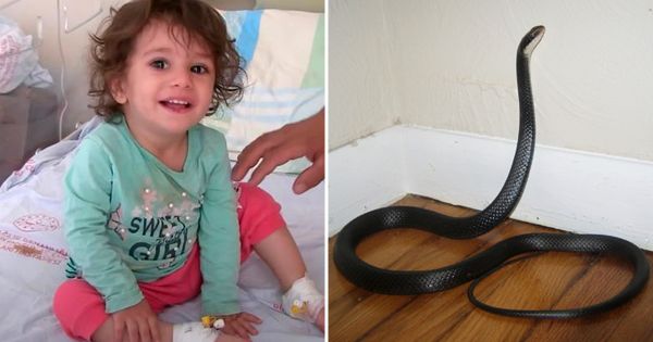 Une petite fille de 2 ans mord et tue un serpent qui l'a mordue