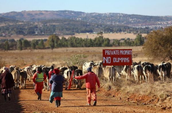 L'Afrique du Sud suspend les mouvements de bétail pour lutter contre la fièvre aphteuse
