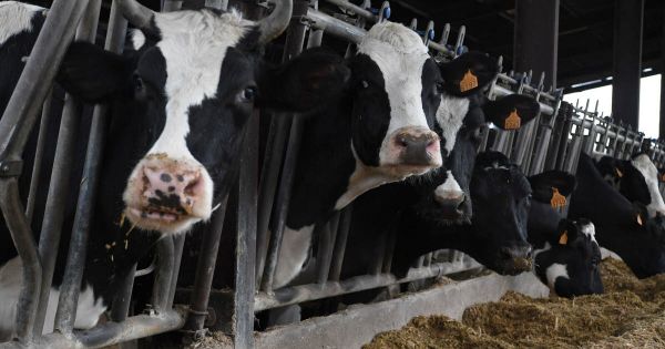 Animaux. Haute-Loire : l'antenne relais soupçonnée de nuire à la santé d'un troupeau de vaches ne sera pas désactivée
