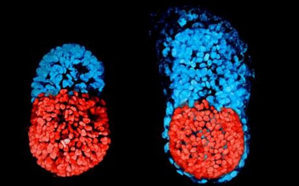 Les embryons synthétiques ont désormais un cerveau et un cœur qui bat