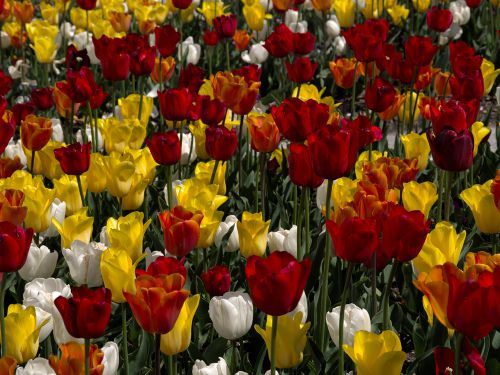 Comment éviter la dégénérescence des tulipes ?