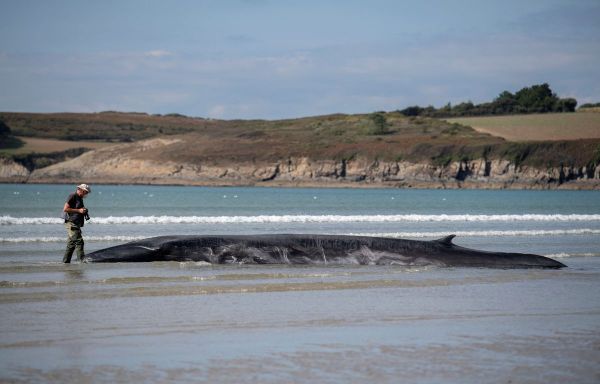 Finistère : Un rorqual retrouvé mort, probablement celui qui avait pu être sauvé