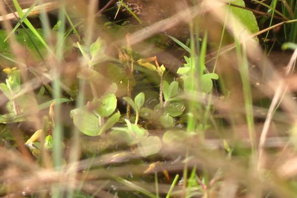 Une petite fleur sauvage que l'on pensait disparue, le Millepertuis des marais, redécouverte à Wimereux