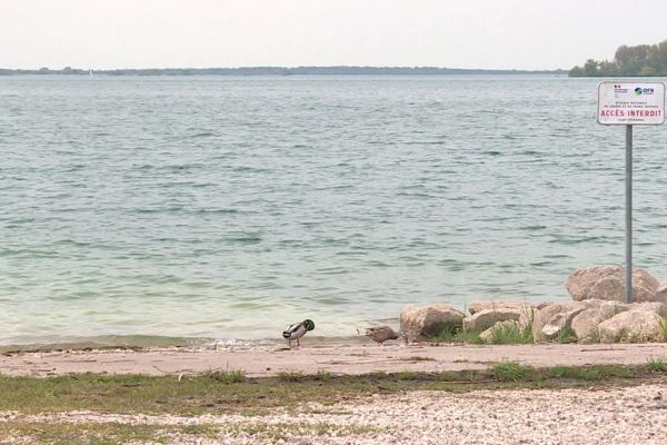 Lac du Der : plage fermée à la baignade et consommation de poissons interdite à Giffaumont-Champaubert