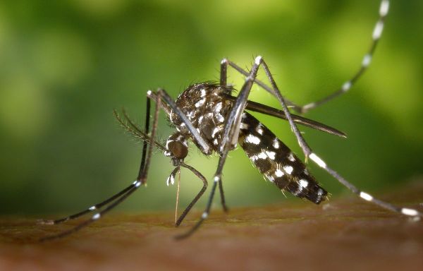 Toulouse : Deux cas de dengue autochtones détectés, une opération de démoustication programmée