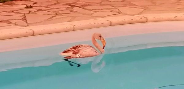 "Il faisait des tours tranquillement, mais on voyait bien qu'il avait l'air complètement perdu", elle trouve un flamant rose dans sa piscine à Grasse