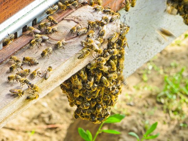 Et si on s’inspirait des essaims d'abeilles pour construire des bâtiments plus résistants ?