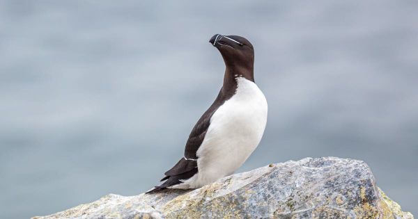 Animaux. Des pingouins Torda observés en Corse et sur le pourtour méditerranéen